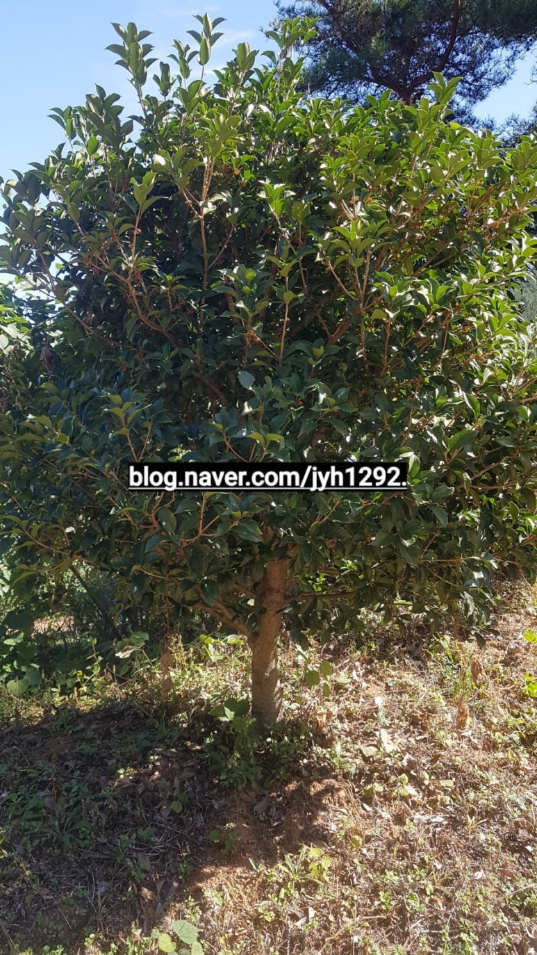 청양나무시장 이미지