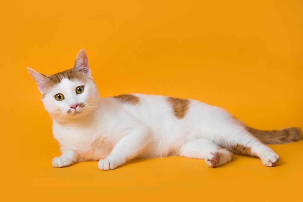 나만없어고양이 이미지