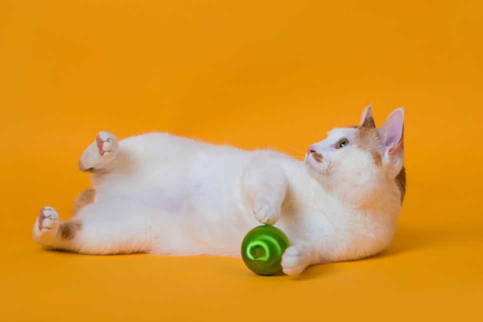 나만없어고양이 이미지