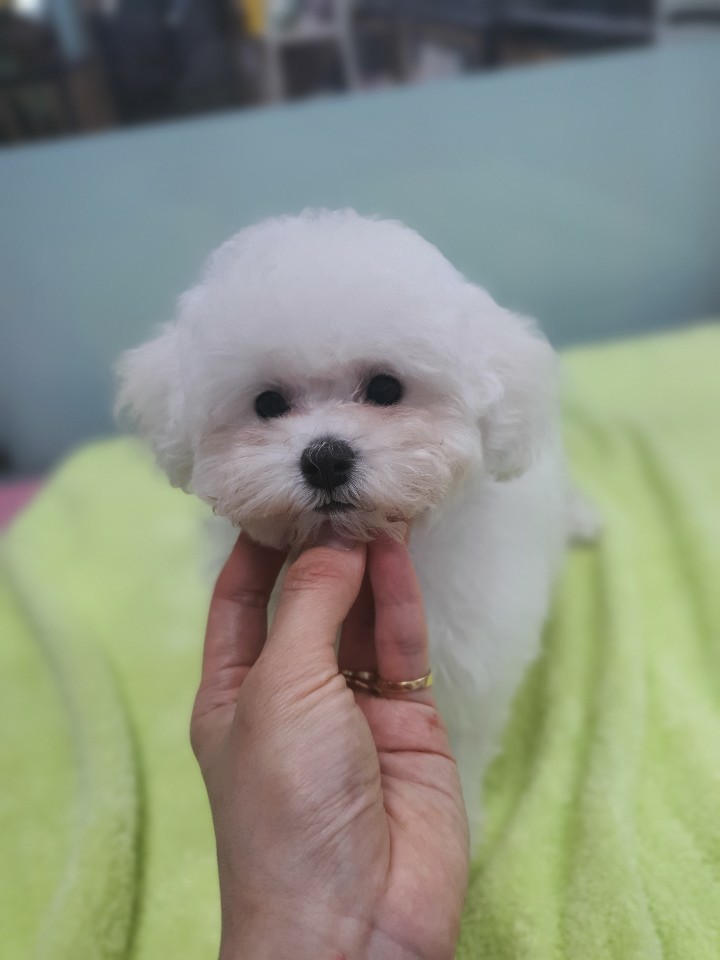 구미펫직업훈련학원 이미지