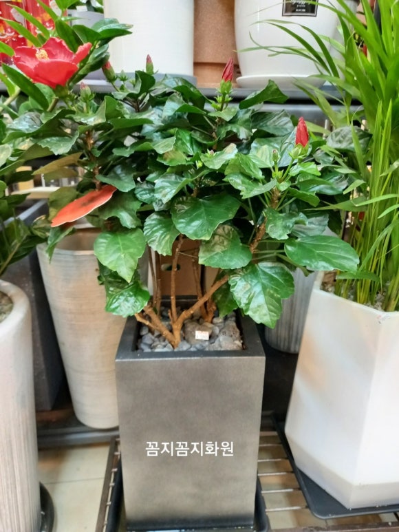 무궁화꽃화원 이미지