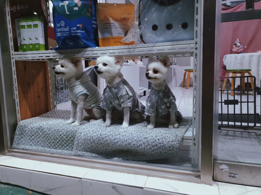 써니몽실 이미지