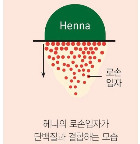 천연머리염색 이미지