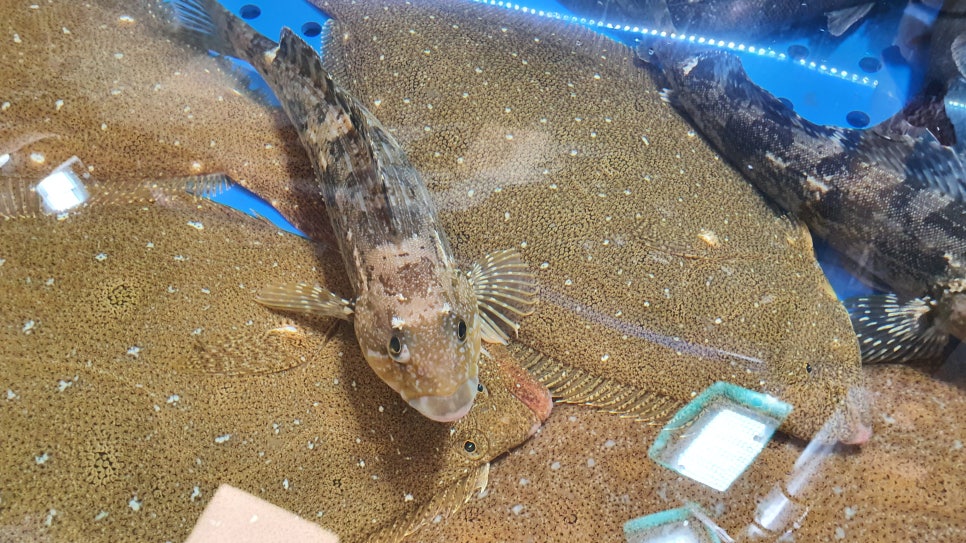 수산시장회포장배달 이미지
