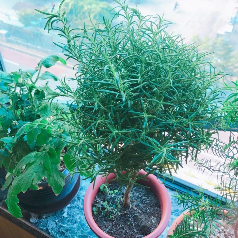 찐아로마 이미지