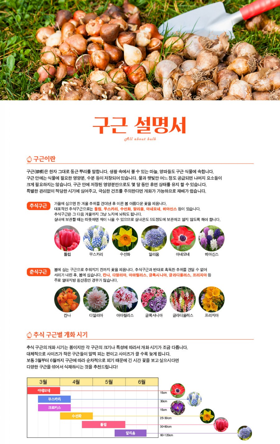 달리아가든 이미지