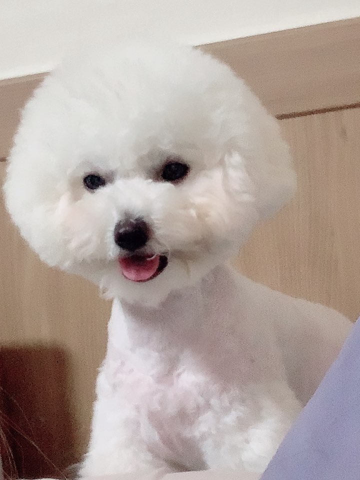 리체헤어 이미지