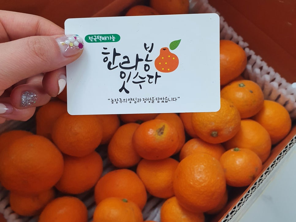한라봉 잇수다 이미지