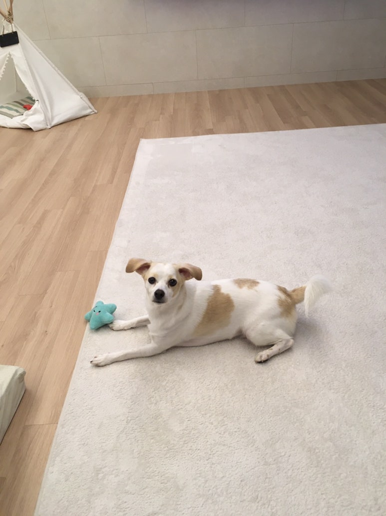강두부 이미지
