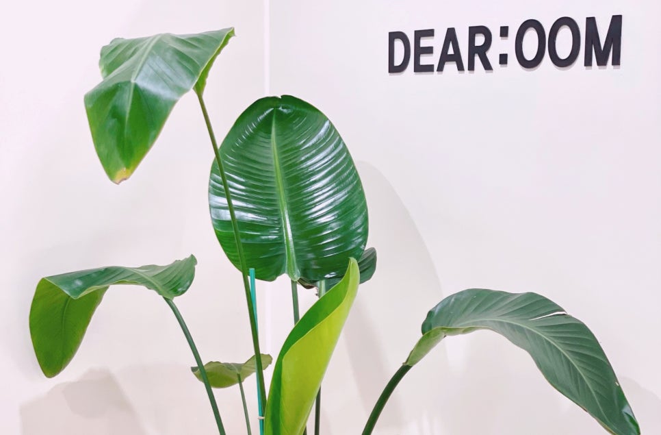 디어룸(Dear:oom) 이미지