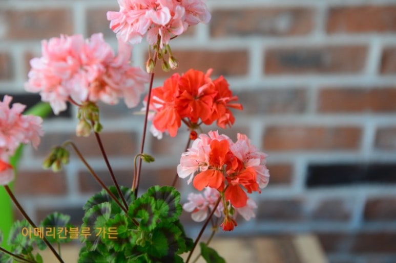 수지뷰티 이미지