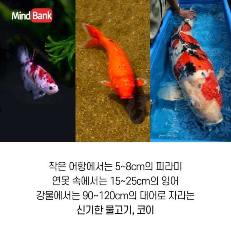 코이 이미지