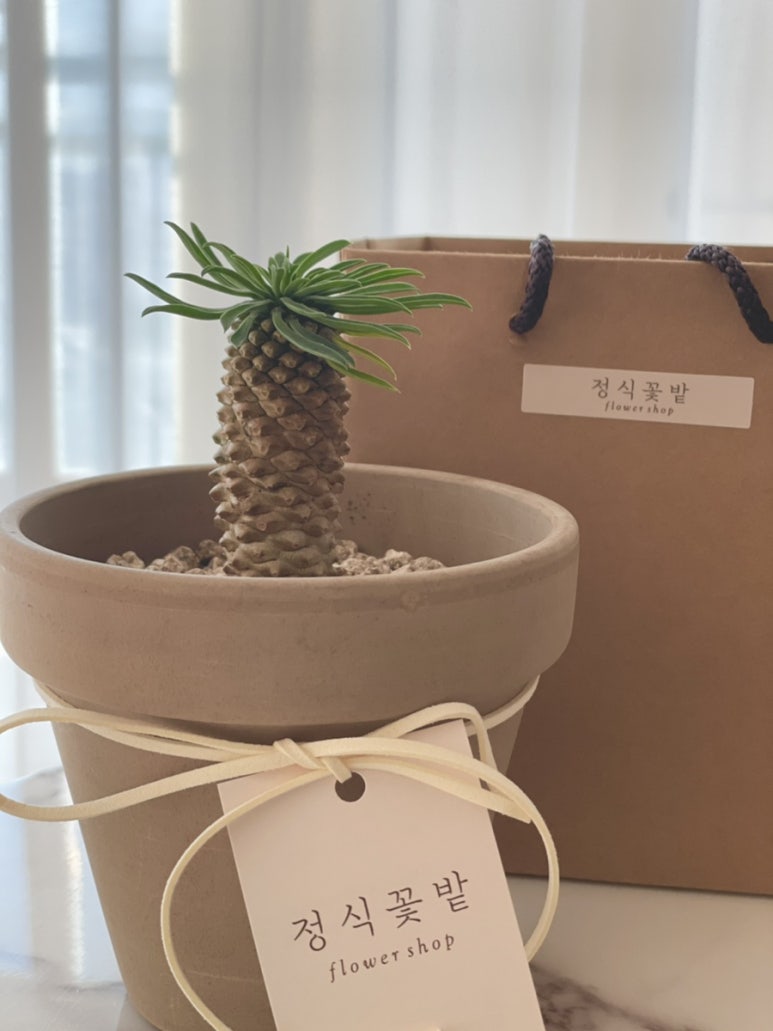 정식꽃밭 이미지