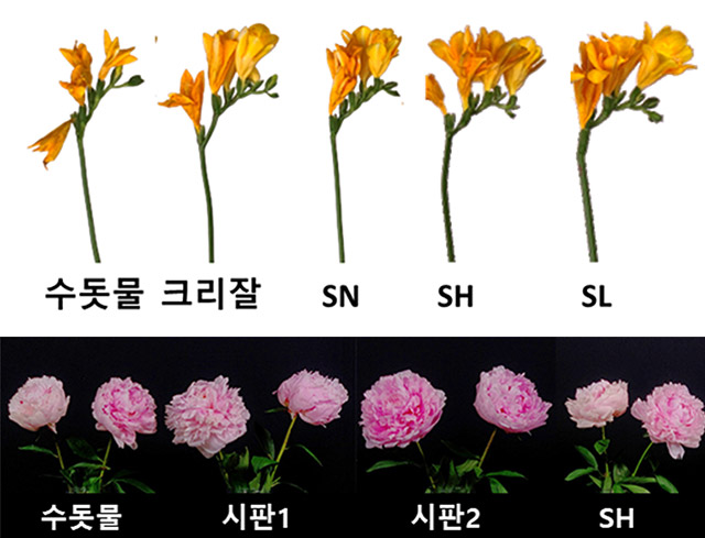 장미꽃화원 이미지