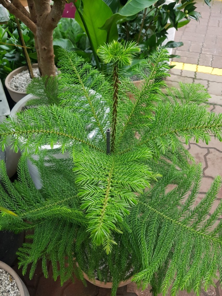 보림농원 이미지