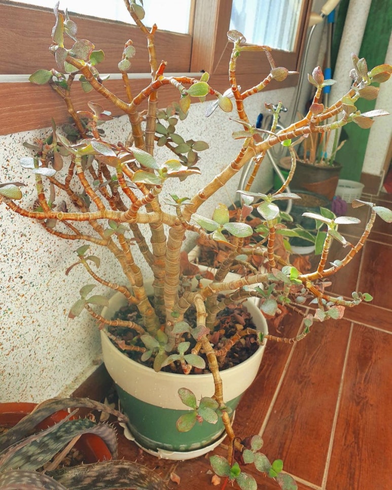피구유통 이미지