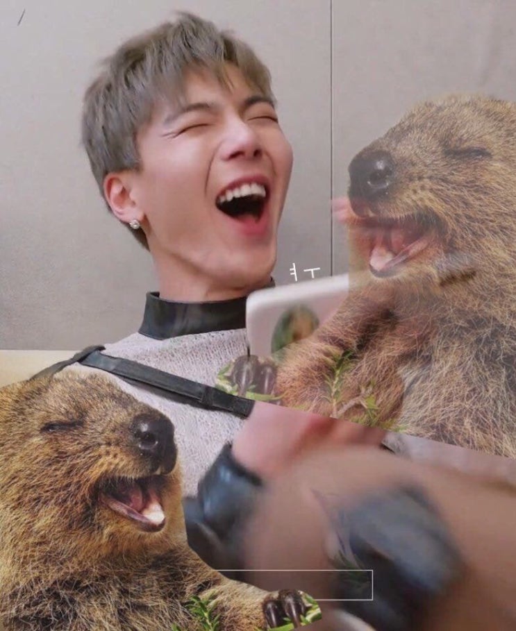 해피쿼카 이미지