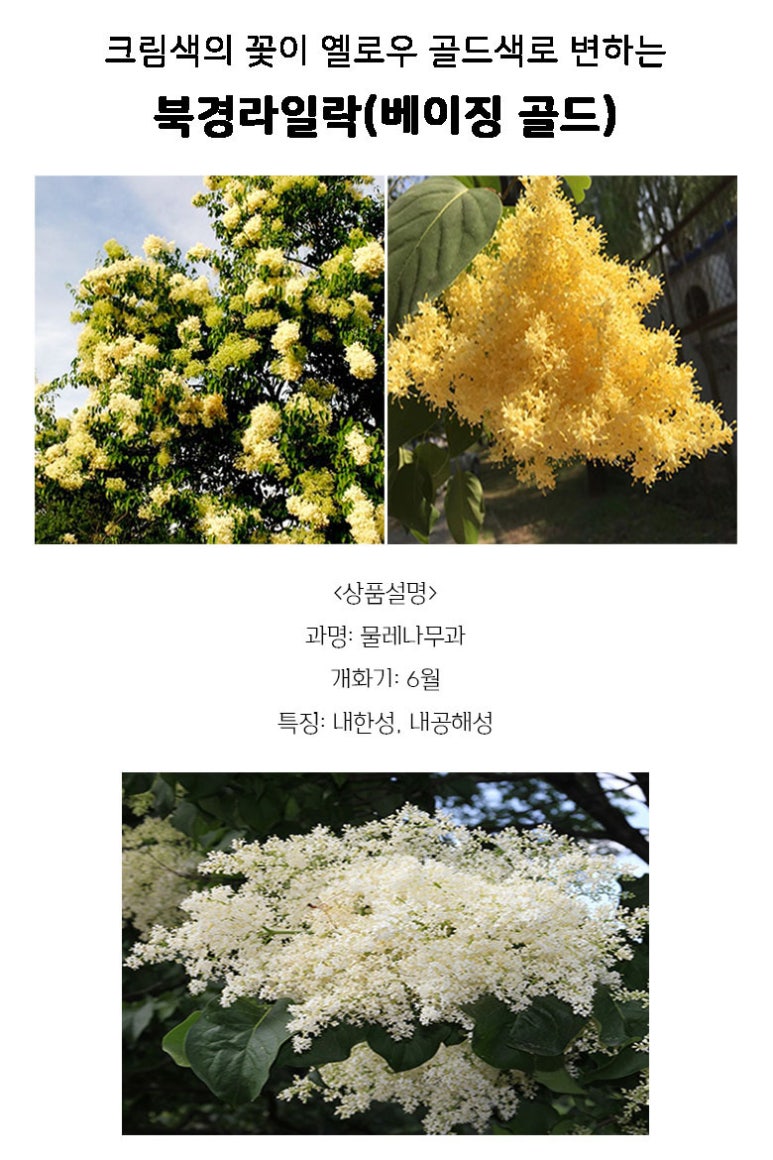 카페황금나무 이미지