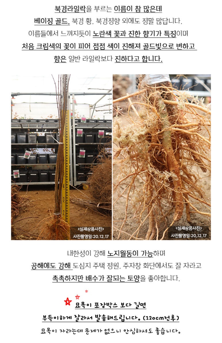 카페황금나무 이미지