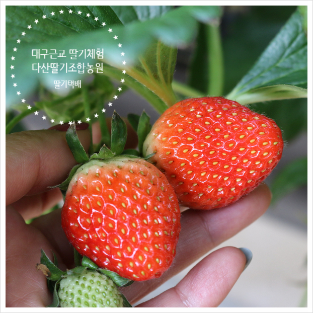 다산딸기수출 이미지