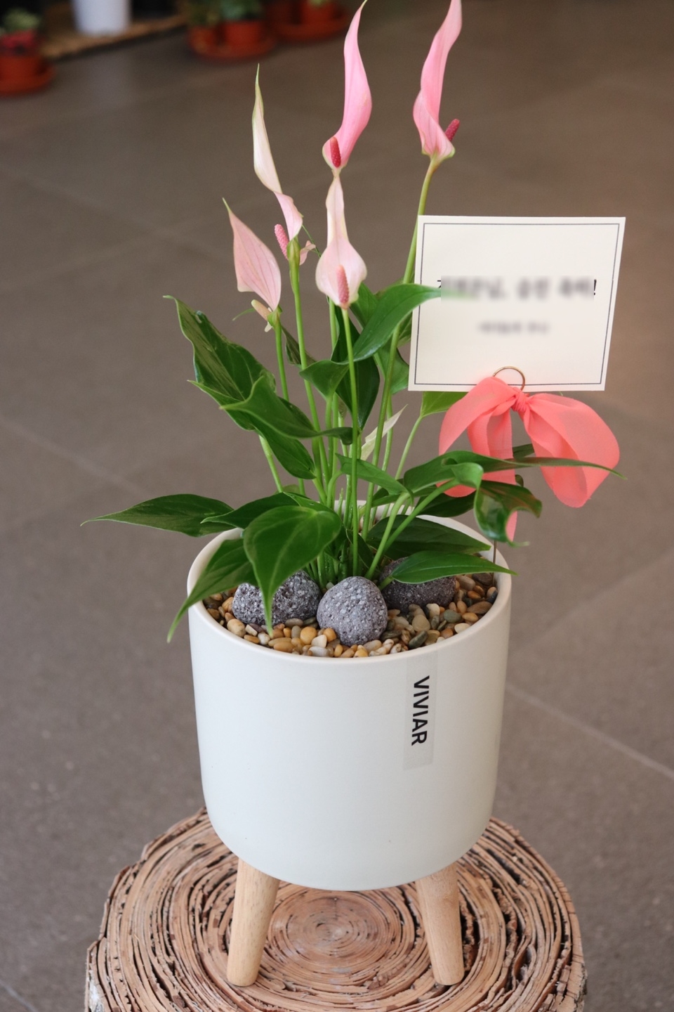 비비아르플랜트 이미지