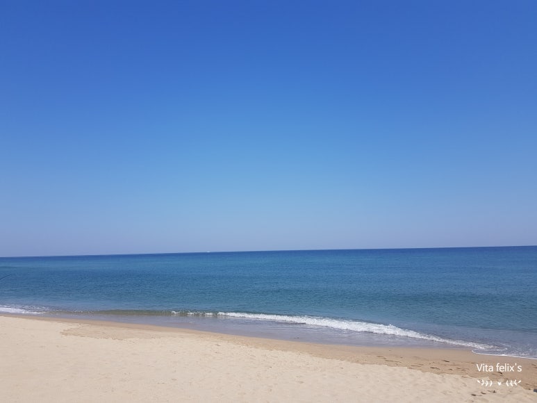 여기오면돈돼지 이미지