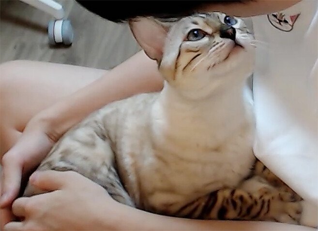 나나푸드 이미지