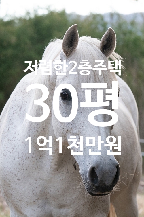 하리가스 이미지