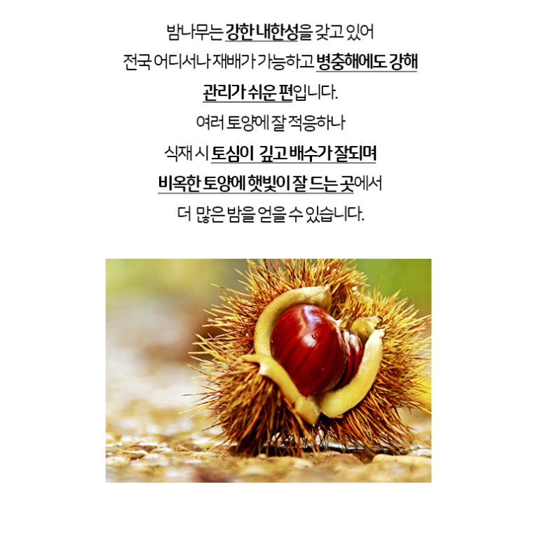 공주밤나무 이미지