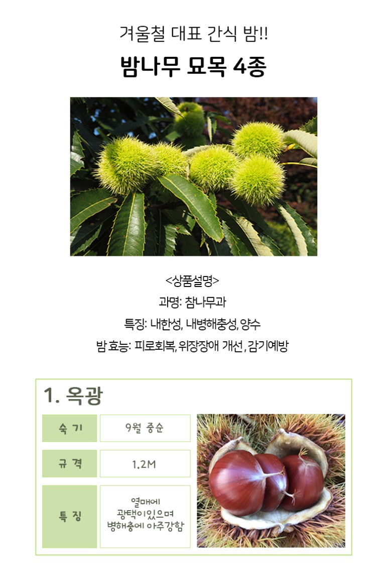공주밤나무 이미지