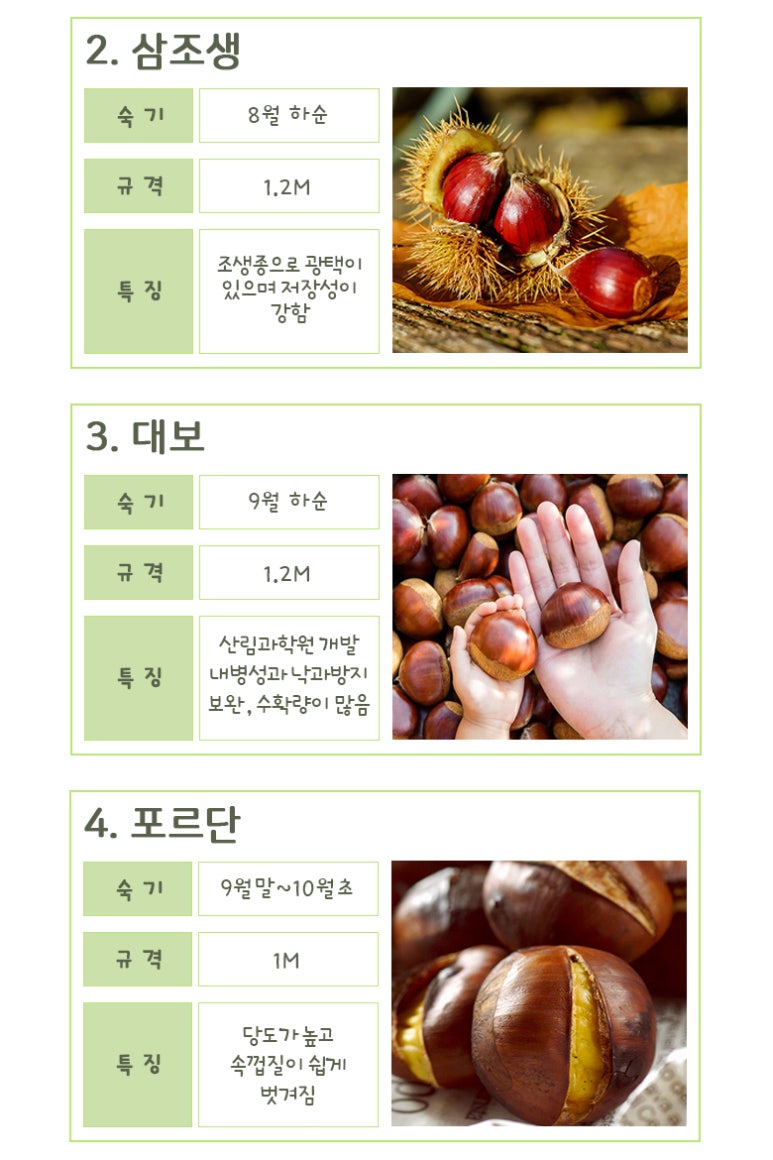 공주밤나무 이미지