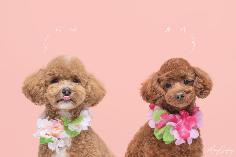 몽그라피 이미지