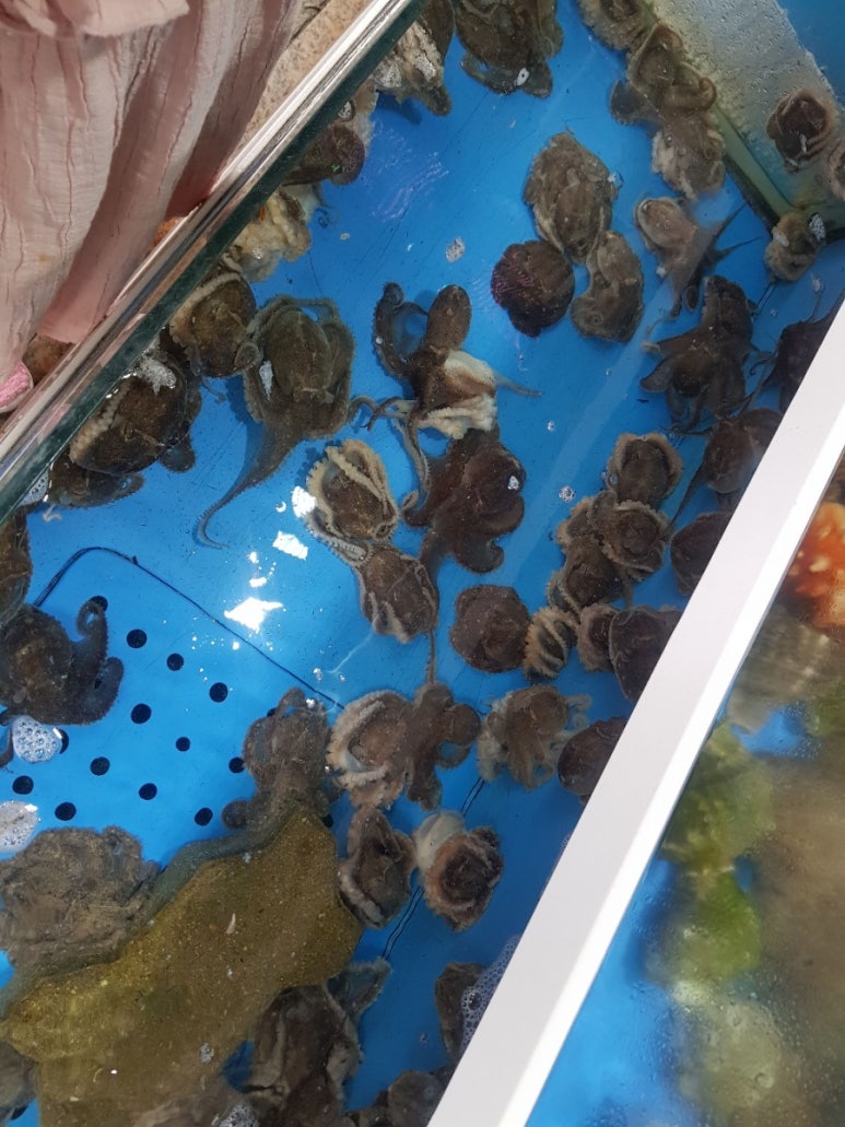 군산세꼬시 이미지