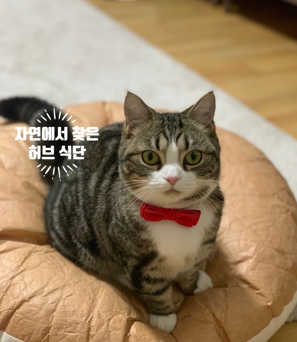 캣앤뷰티 이미지