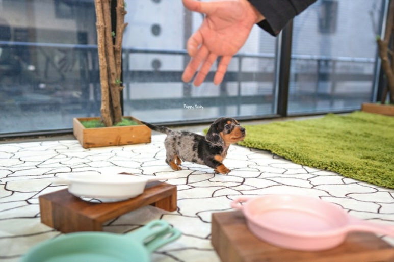 닥스훈트(DACHS HUND) 이미지