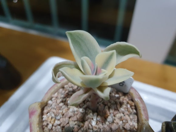 마리다육 이미지