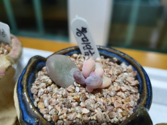 마리다육 이미지