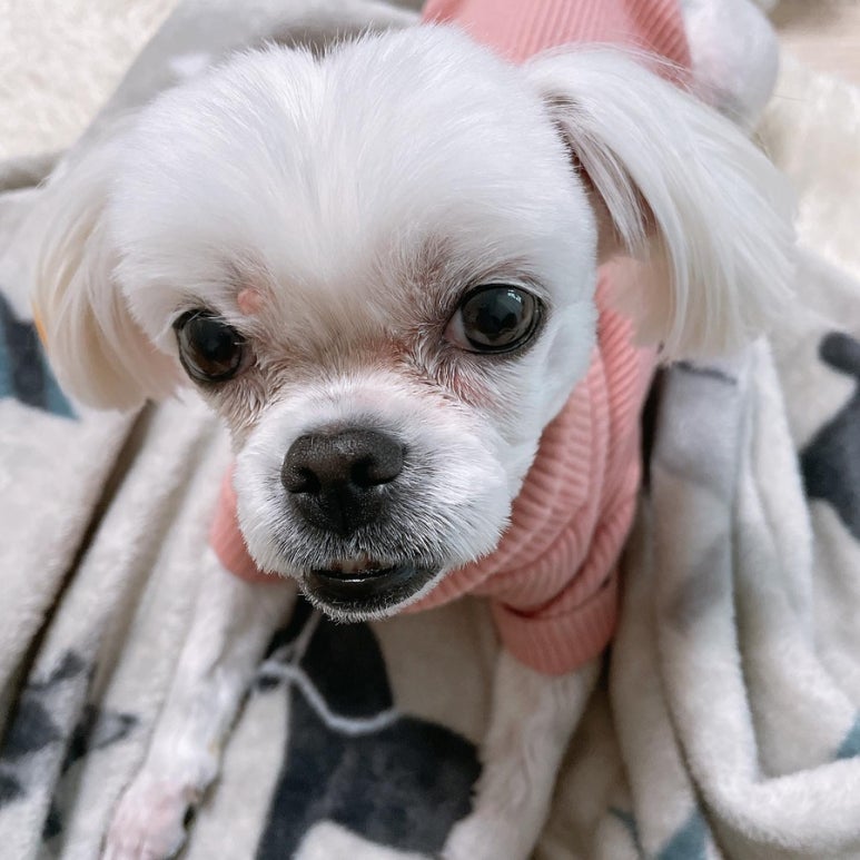 개똥이 이미지