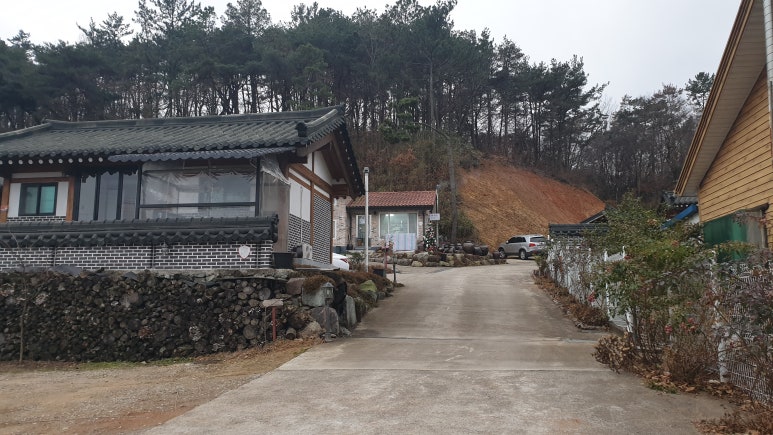 순천만 숲1 이미지