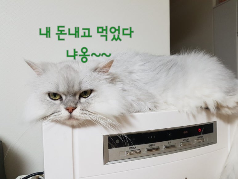와우철판현대백화점 이미지