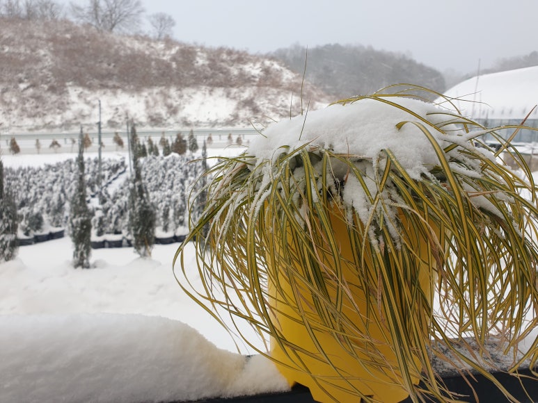 세종나무조경 이미지