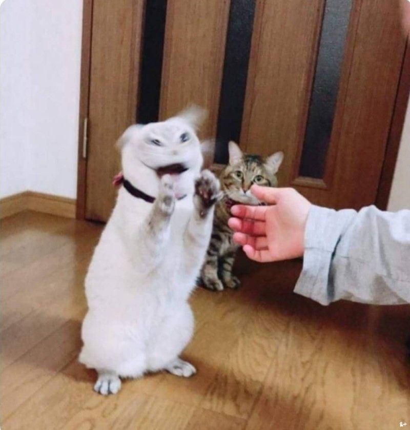 라인텐 이미지