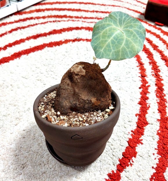 소온공방 이미지