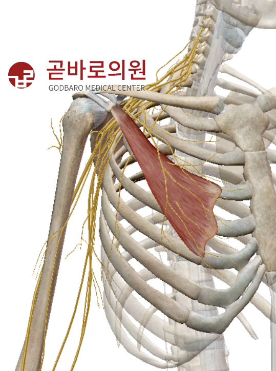 성인정형외과의원 이미지