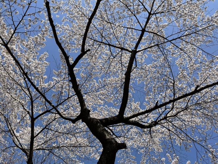 군산오징어점점 이미지