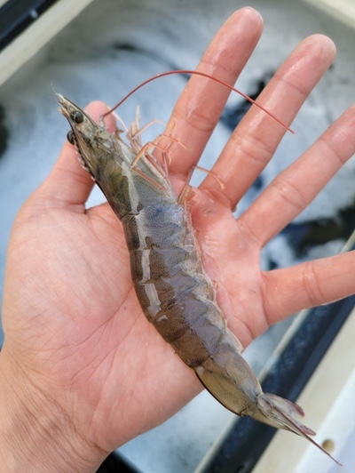 청년대게 이미지