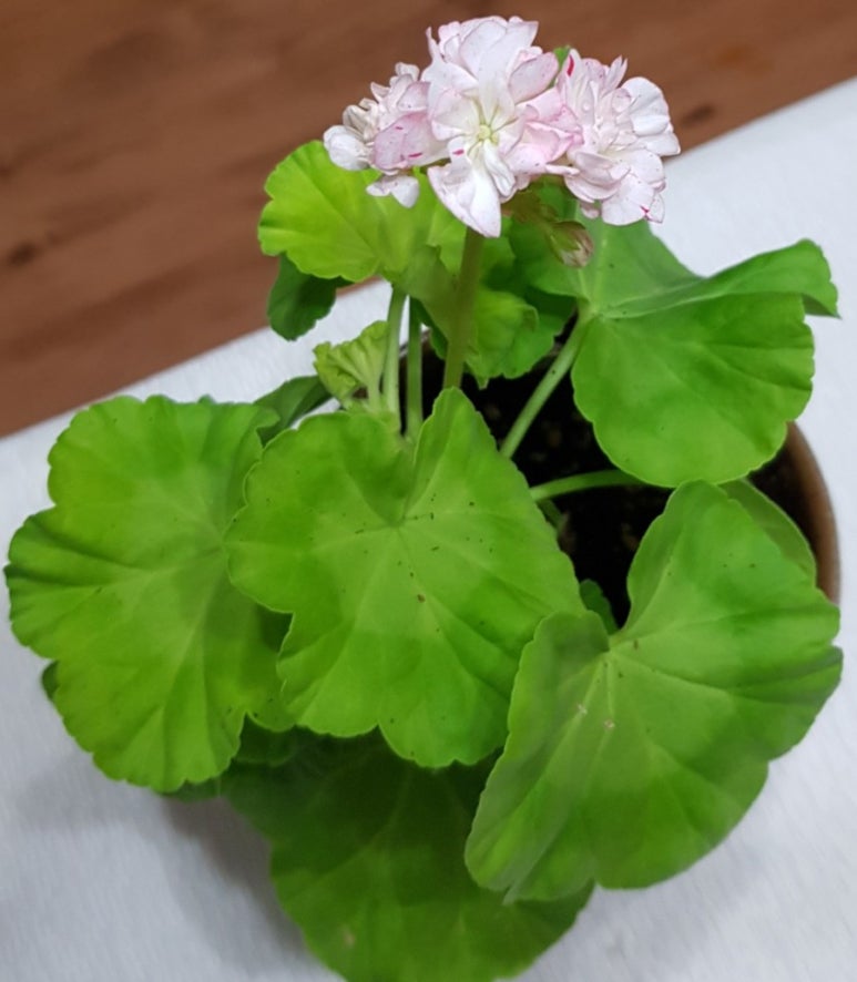 서송푸드 이미지