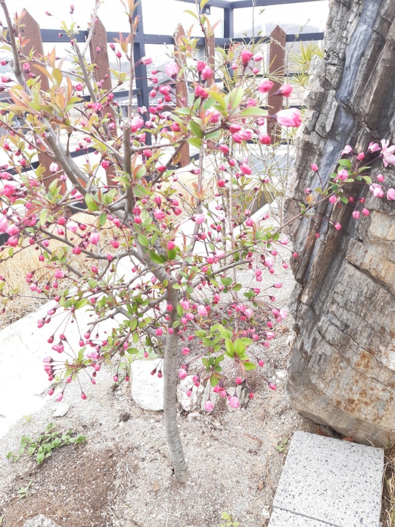 해당화스튜디오 이미지