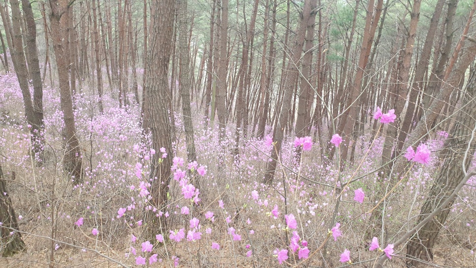가야산오리식당 이미지