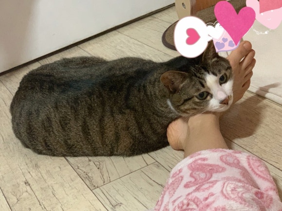 피비오 이미지